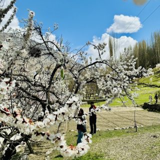 Hunza Cherry Blossom Tour