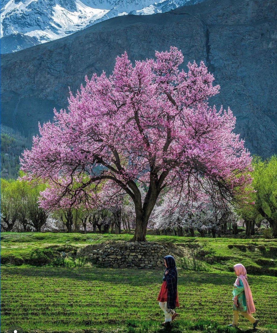 Pink blossom trees beneath the mountains of northern Pakistan